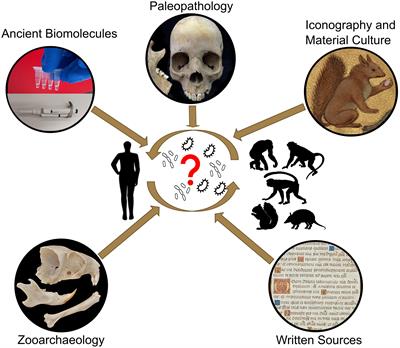 One Health Approaches to Trace Mycobacterium leprae’s Zoonotic Potential Through Time